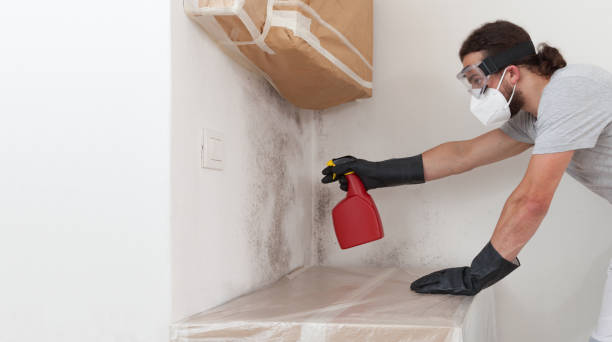 Professional Basement Mold Remediation technician working in Butler, PA