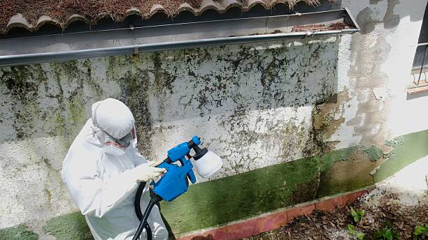 Trusted Basement Mold Remediation service in Butler, PA - Cheap Mold Removal